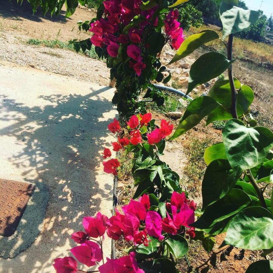 Stella Marina B&B อัลลิสเต ภายนอก รูปภาพ